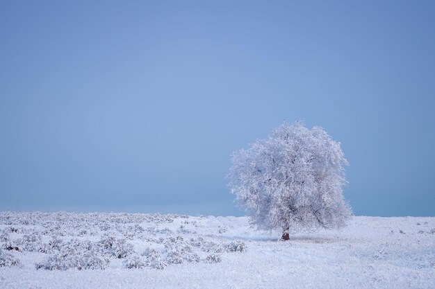 paysage arboré d'hiver