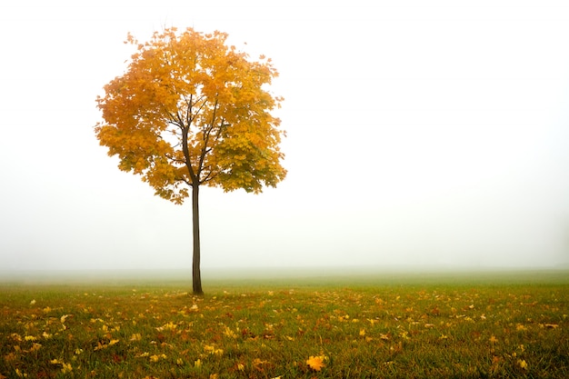 Paysage d'arbre d'automne dans le brouillard