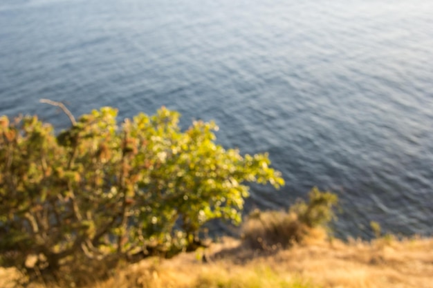 Paysage avec arbre sur la côte de la mer Noire en été