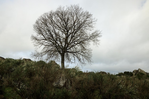 Paysage avec arbre à Los Barruecos Espagne