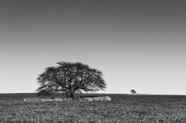 Paysage de l'arbre de la pampa La province de Pampa Patagonie Argentine