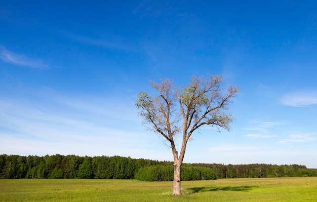 Paysage avec un arbre sans feuilles et avec des bourgeons en fleurs au printemps