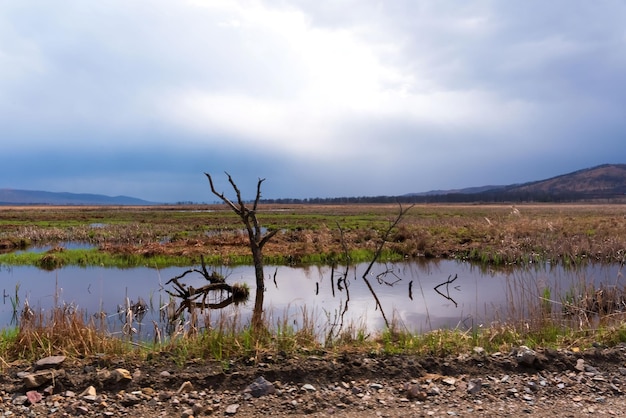 Paysage avec arbre solitaire dans l'eau