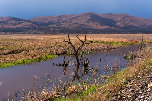 Paysage avec arbre solitaire dans l'eau