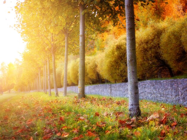 Paysage avec des arbres d'automne au soleil