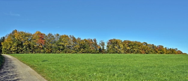 Photo paysage avec des arbres aux couleurs de l'automne et un ciel bleu