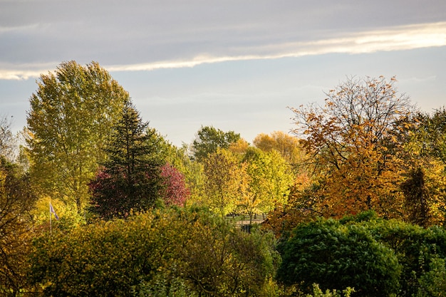 Paysage d'arbres dans le pré contre un ciel nuageux