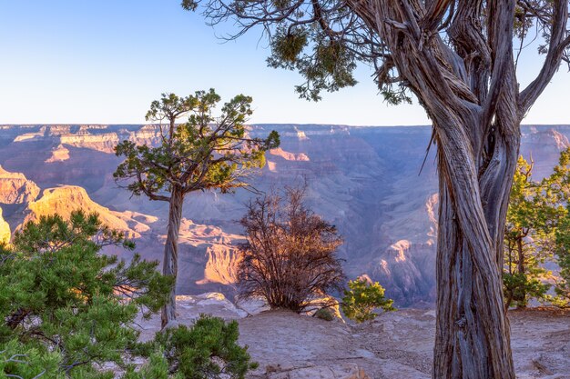 Paysage avec des arbres sur une falaise contre du Grand Canyon dans les rayons du soleil levant