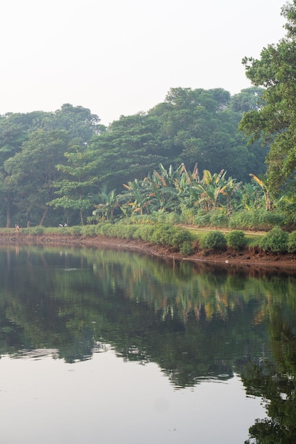 Un paysage d'arbres et d'herbe au bord du lac le matin avec vue grand angle