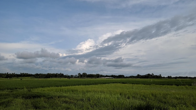 Paysage avec arbres et nuages