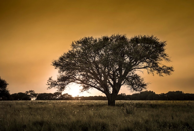 Paysage d'arbres de la pampa au coucher du soleil La Pampa Province Argentine