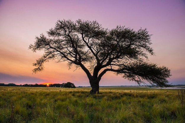 Paysage d'arbres de la pampa au coucher du soleil La Pampa Province Argentine