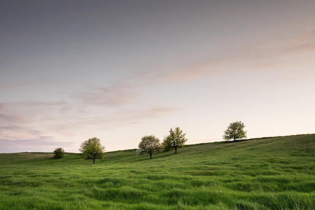 Paysage avec des arbres solitaires