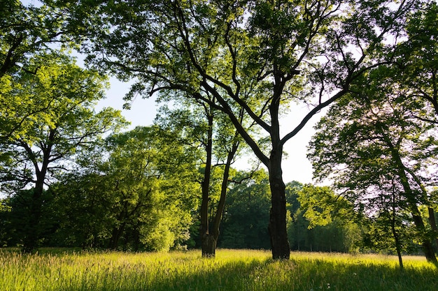 Paysage d'arbres verts et d'herbe, parc d'été ou forêt