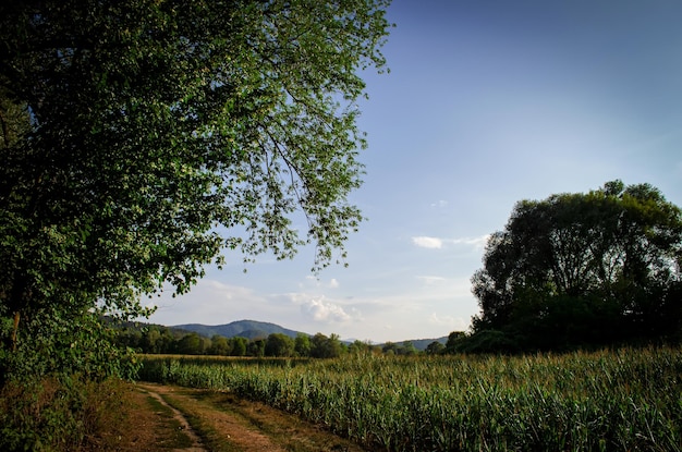 Paysage avec des arbres