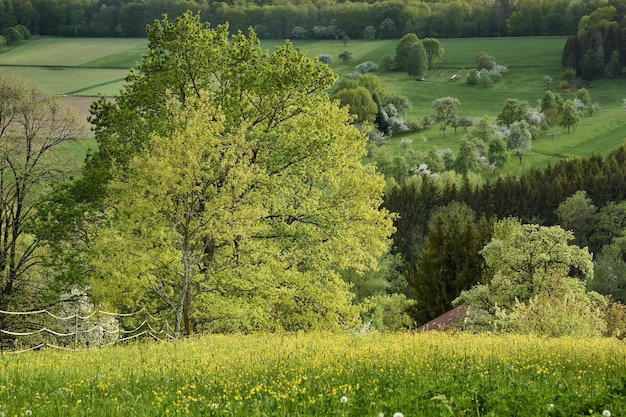 Paysage avec des arbres