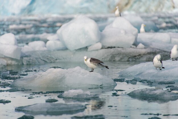 Paysage arctique