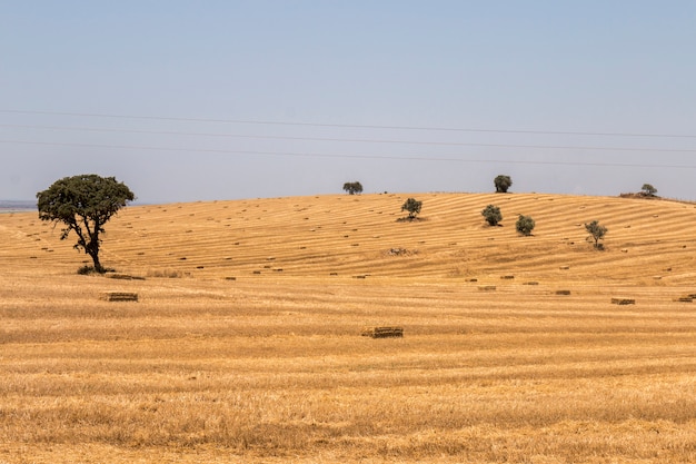 Paysage aride de l&#39;Alentejo