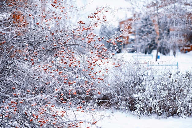 Paysage atmosphérique d'hiver avec des plantes sèches couvertes de givre pendant les chutes de neige Fond de Noël d'hiver