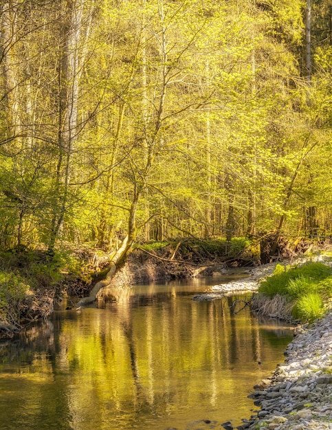 paysage au bord de l'eau au printemps