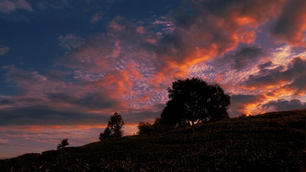 Paysage au coucher du soleil avec champ et arbres