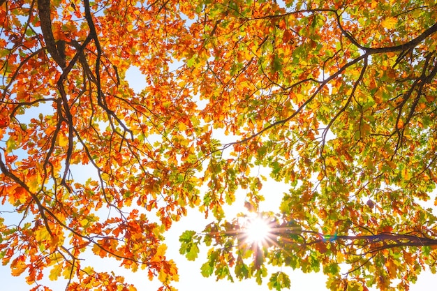 Paysage d'automne arbre d'automne feuilles fond de ciel