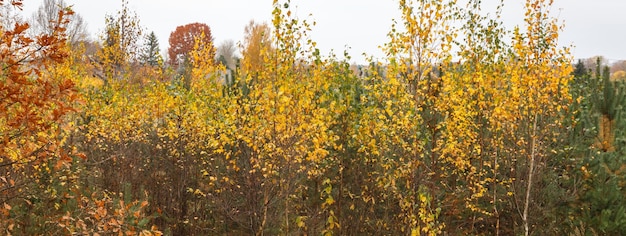 Paysage D'automne Avec Arbre Doré Et Pin Vert Dans Le Contraste Des Couleurs De La Campagne