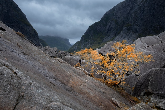 Paysage d'automne, arbre jaune solitaire dans les montagnes brumeuses dans la soirée