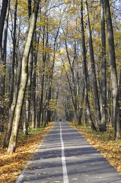 Paysage d'automne - arbres du parc aux feuilles jaunes - chute des feuilles