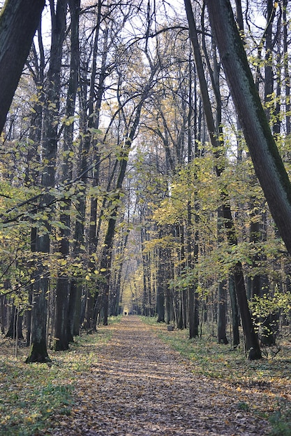 Paysage d'automne - arbres du parc aux feuilles jaunes - chute des feuilles