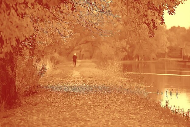 paysage d'automne / arbres jaunes dans le parc d'automne, forêt orange vif