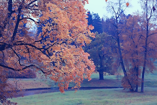 paysage d'automne / arbres jaunes dans le parc d'automne, forêt orange vif