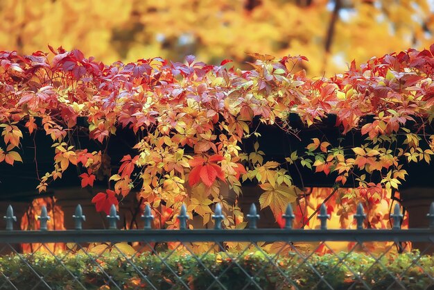 Photo paysage d'automne / arbres jaunes dans le parc d'automne, forêt orange vif