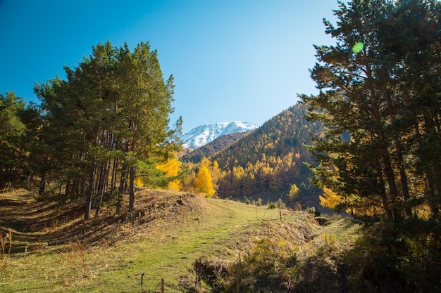 Paysage d'automne Des arbres jaunes et verts Des montagnes et un ciel bleu vif