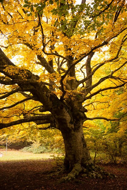 Photo paysage d'automne avec des arbres et des plantes colorés