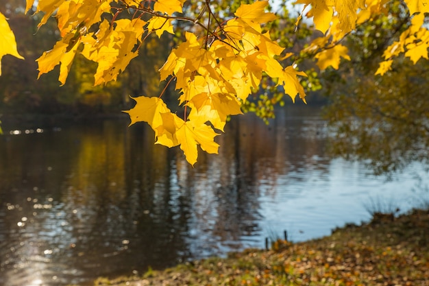 Paysage d'automne. automne dans le parc au bord du lac. feuilles colorées sur les arbres, matin à la rivière