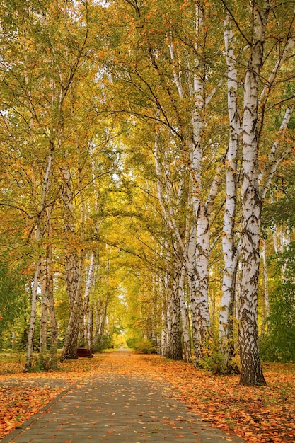 Paysage d'automne. Automne doré en Sibérie.