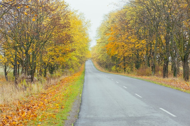 paysage d'automne de l'autoroute, entre les arbres aux feuilles jaunes