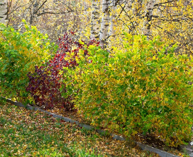 Paysage d'automne de beaux arbres colorés. Feuilles d'automne colorées.