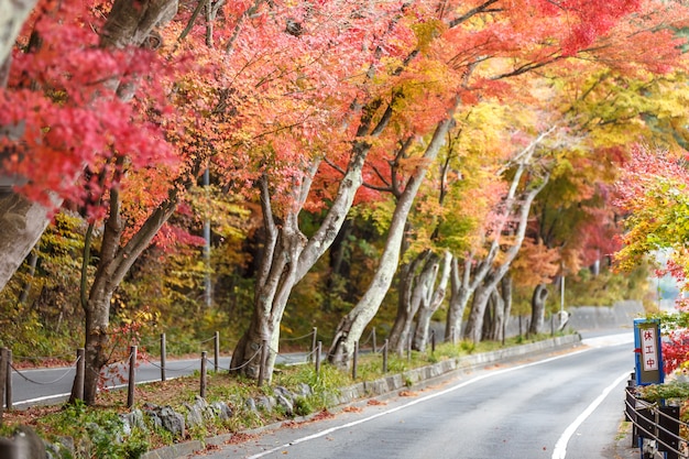 Paysage d&#39;automne avec une belle route avec des arbres colorés
