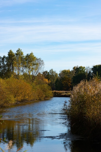 Paysage d'automne, belle vue sur une petite rivière avec arbres, buissons et roseaux.