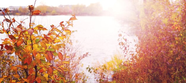 Paysage d'automne avec des bosquets d'arbres et d'arbustes sur la rive du fleuve par temps ensoleillé dans des couleurs chaudes