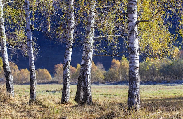 Le paysage d'automne des bouleaux à la lumière du matin