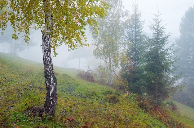 Paysage d'automne avec brouillard. Arbres sur les pentes d'une colline dans le village de montagne