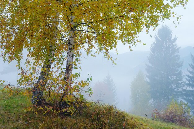 Paysage d'automne avec brouillard. Deux bouleaux sur les pentes d'une colline dans le village de montagne