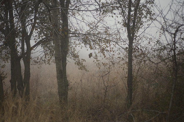 Paysage d'automne brumeux avec des arbres et de l'herbe au premier plan