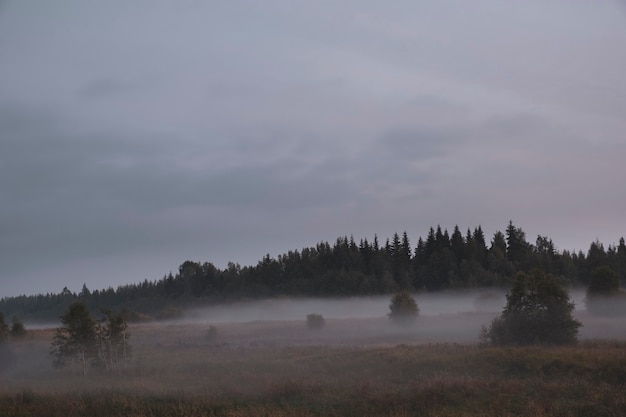 Paysage d'automne brumeux avec un champ près de la forêt