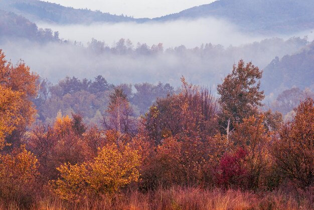 Paysage d'automne brumeux rural avec des arbres rouges Ambiance de silence d'automne saisonnier