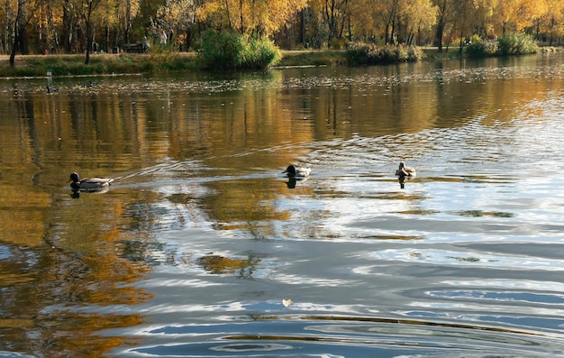 Paysage d'automne avec des canards au bord du lac