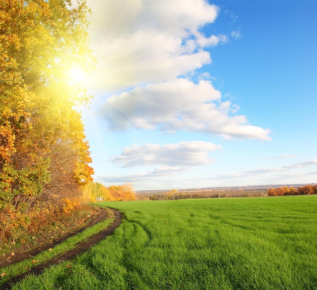 Paysage d'automne avec champ vert